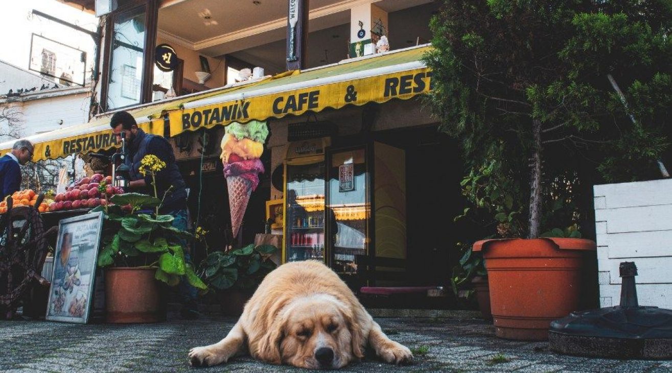 5 Cafenele Pet-Friendly Din București (Vibe Relaxat Pentru Tine & Cățel)
