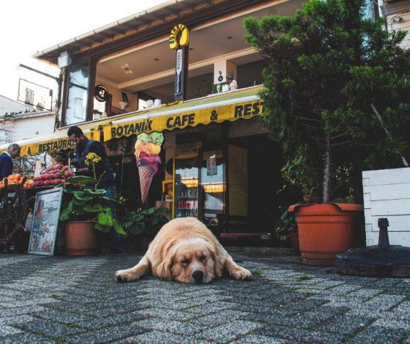 5 Cafenele Pet-Friendly Din București (Vibe Relaxat Pentru Tine & Cățel)